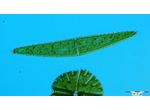 Closterium lunula