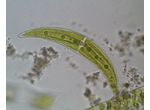 Closterium moniliferum