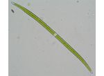 Closterium praelongum