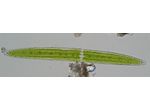 Closterium pritchardianum