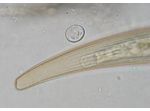 Closterium regulare