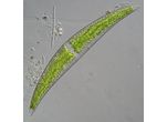 Closterium sublaterale