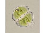 Cosmarium angulare