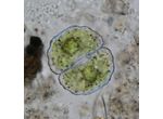 Cosmarium boeckii