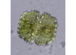 Cosmarium caelatum