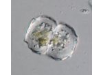 Cosmarium caratophorum