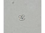 Cosmarium carinthiacum