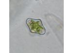 Cosmarium clepsydra