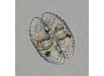 Cosmarium commissurale