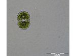 Cosmarium crenulatum