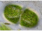 Cosmarium cucumis
