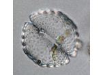 Cosmarium cyclicum