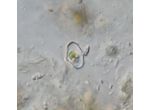Cosmarium cymatonotophorum