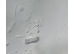 Cosmarium decedens