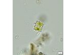 Cosmarium dilatatum