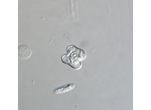 Cosmarium emarginatum