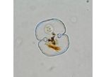 Cosmarium garrolense