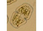 Cosmarium holmiense