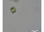 Cosmarium humile