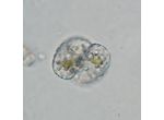 Cosmarium isthmochondrum