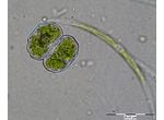 Cosmarium limnophilum