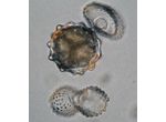 Cosmarium margaritiferum