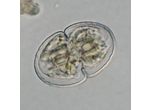 Cosmarium microsphinctum
