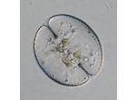 Cosmarium obsoletum
