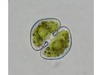 Cosmarium ocellatum