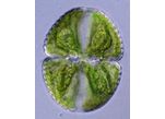Cosmarium ochthodes