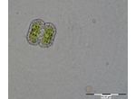Cosmarium ordinatum