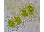 Cosmarium ornatum