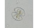 Cosmarium orthopunctulatum