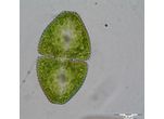 Cosmarium ovale