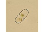 Cosmarium parvulum