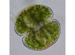 Cosmarium perforatum