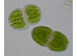 Cosmarium pericymatium