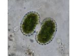 Cosmarium portianum
