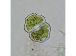 Cosmarium pseudoretusum