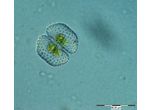 Cosmarium punctulatum