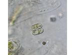 Cosmarium pygmaeum