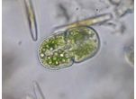 Cosmarium quadratum