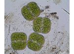 Cosmarium quadrum
