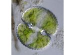 Cosmarium reniforme