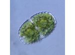Cosmarium speciosum