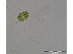 Cosmarium sphyrelatum