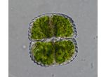 Cosmarium subbroomei