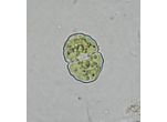Cosmarium subgranatum