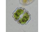 Cosmarium subprotumidum