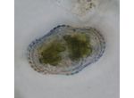 Cosmarium subspeciosum